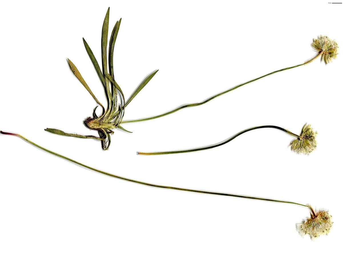 Armeria pubinervis (Plumbaginaceae)